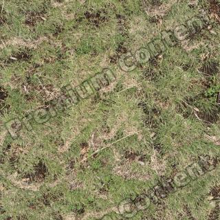 High Resolution Seamless Grass Texture 0001